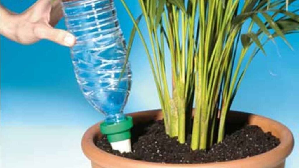 vous allez partir en vacances voici lastuce des jardiniers pour arroser vos plantes pendant votre absence