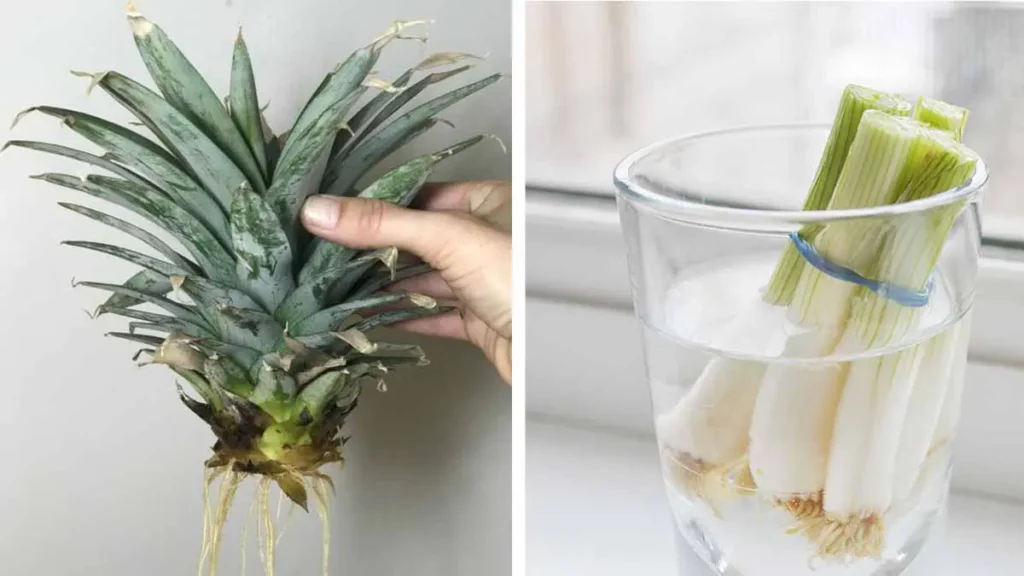 vous nosez plus jeter vos restes de fruits et legumes en voyant ces astuces de genie.jpg