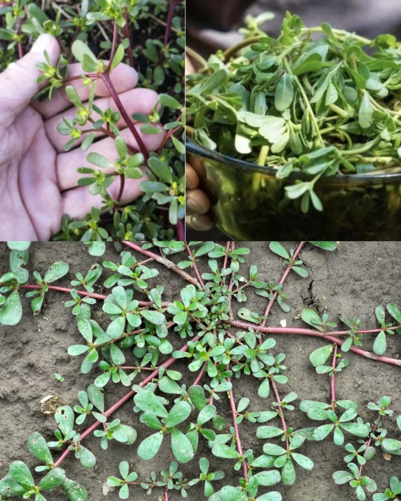 383354272 294655499982091 2713614362598773912 n.jpg