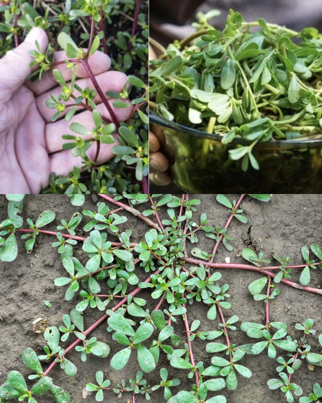 383354272 294655499982091 2713614362598773912 n.jpg