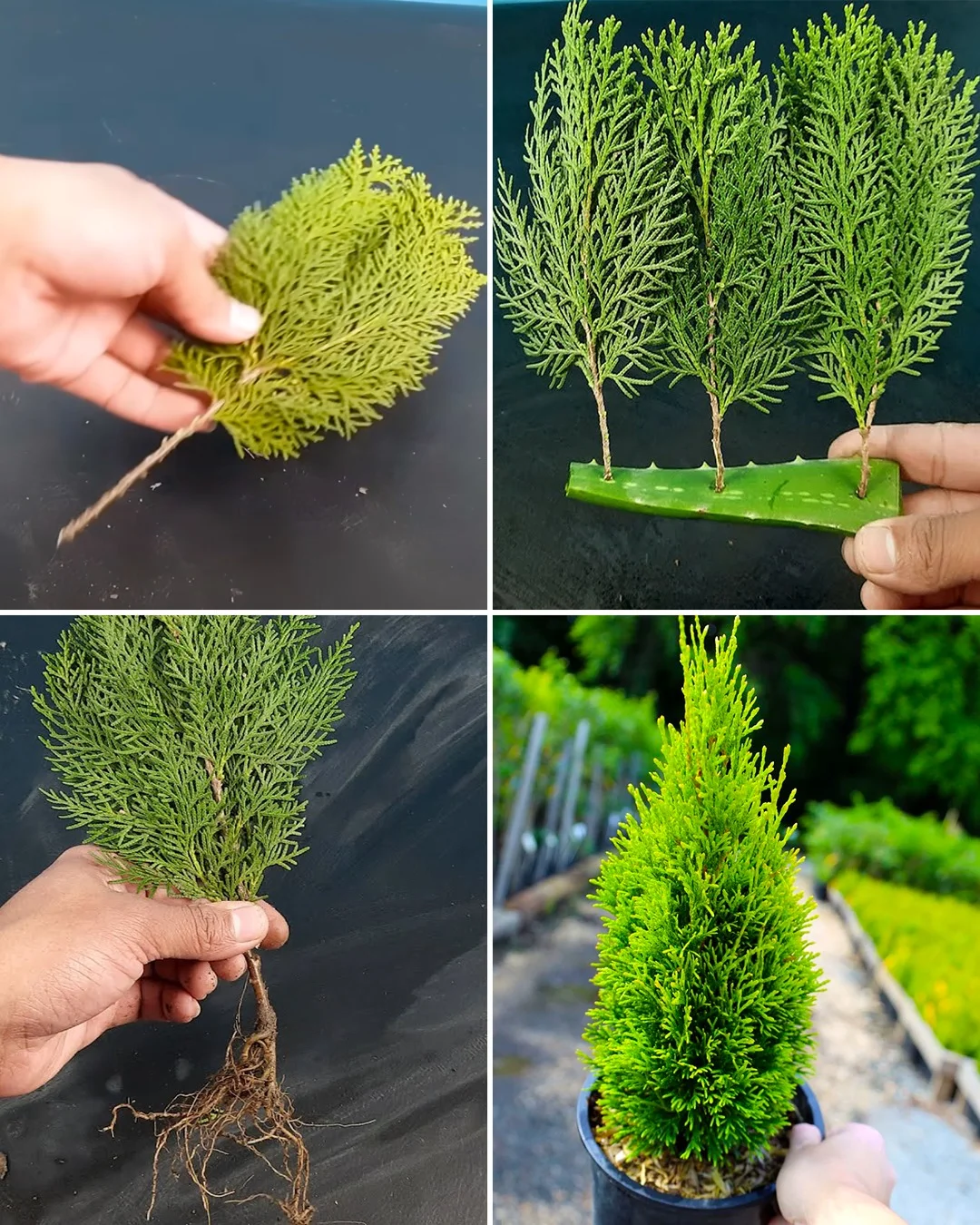 387867932 303982675716040 5778826663669200240 n.jpg