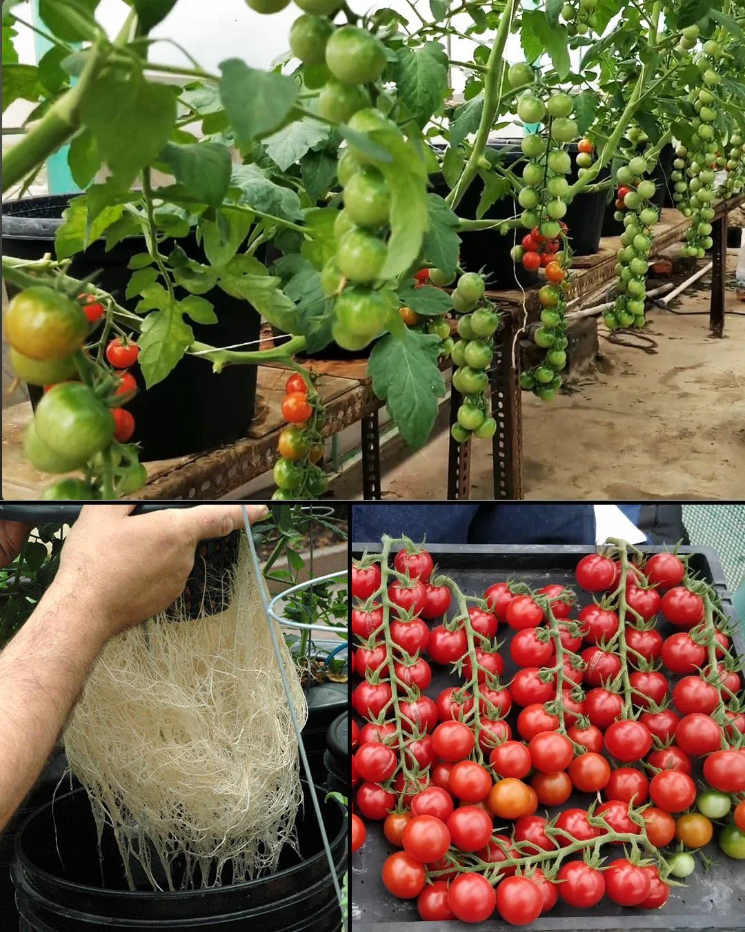 392948374 309424111838563 6223700451637574413 n