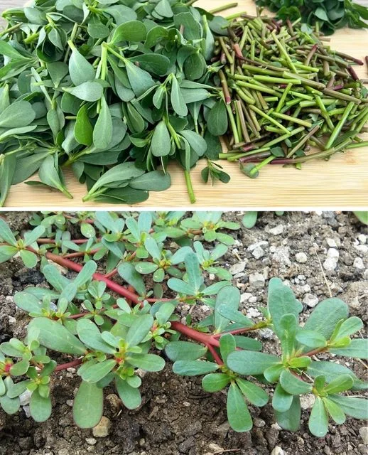 396198704 313157414798566 5104748933883556194 n