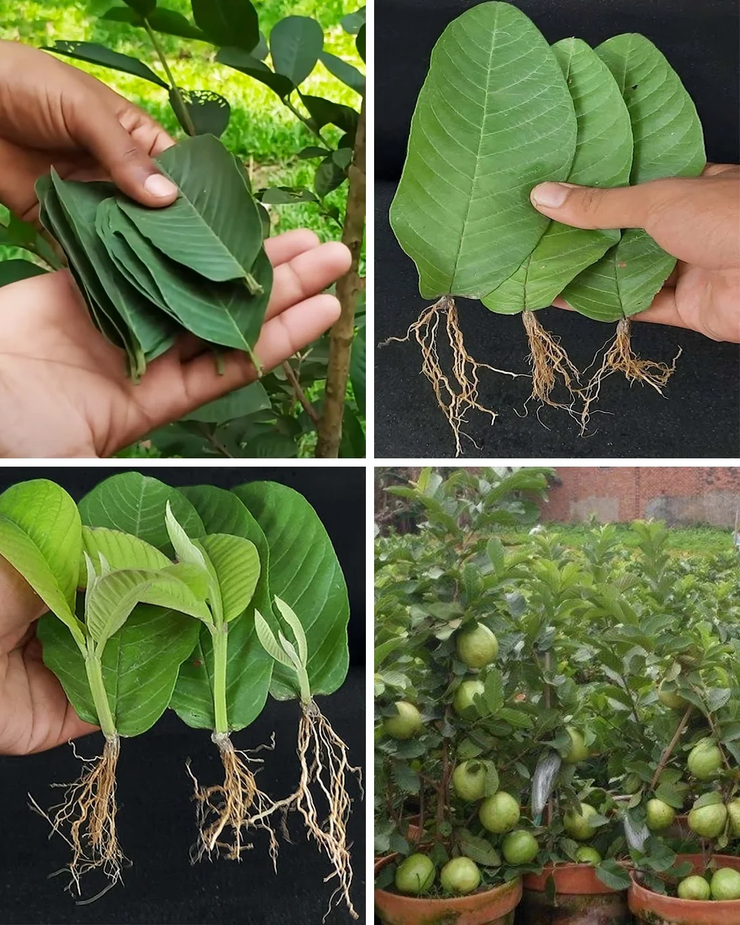 398302723 314287738018867 1834637193839038294 n.jpg