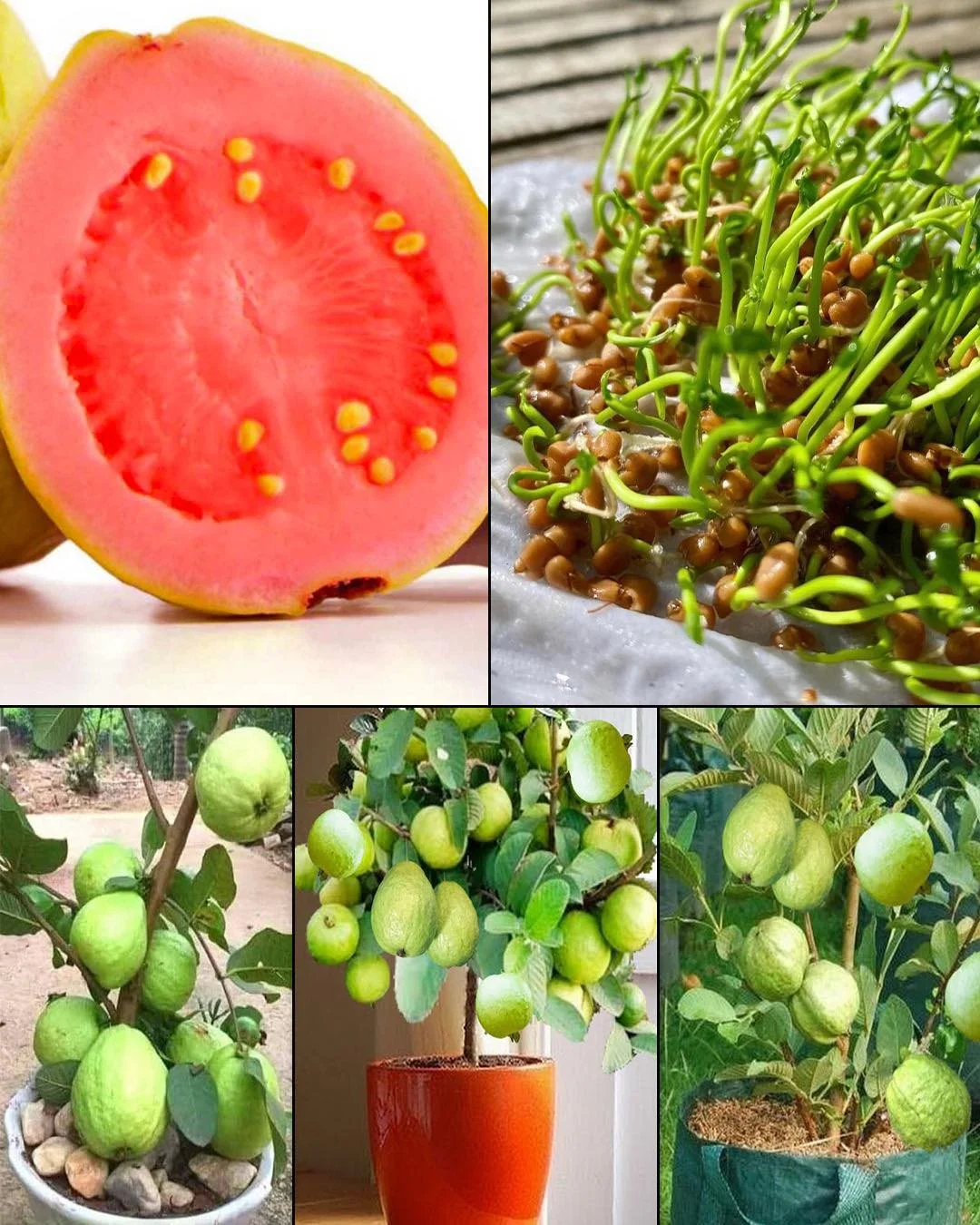 398669516 314861837961457 1421133524123718283 n 1