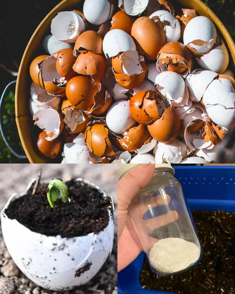 399402523 316164077831233 7981248682204484675 n