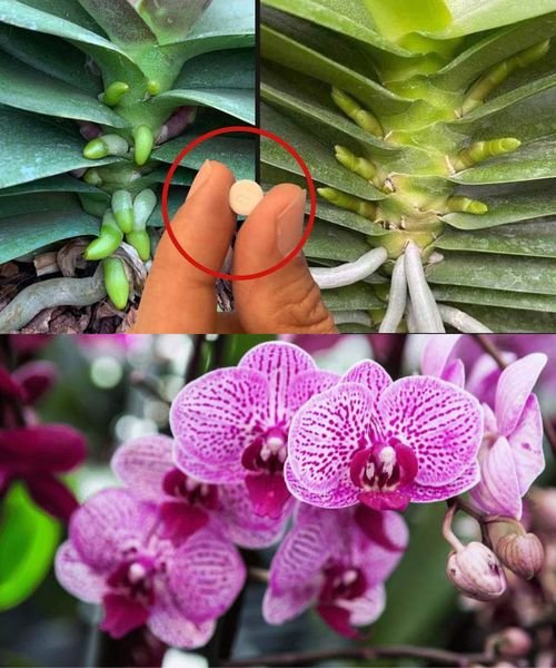 415563947 375160701556491 6837844381321409952 n