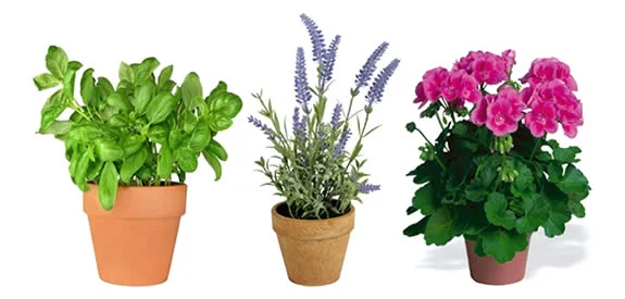 990909090909JKJ 1.jpg