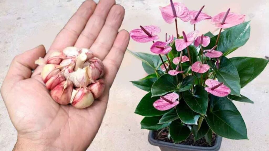 Aglio nelle piante 1