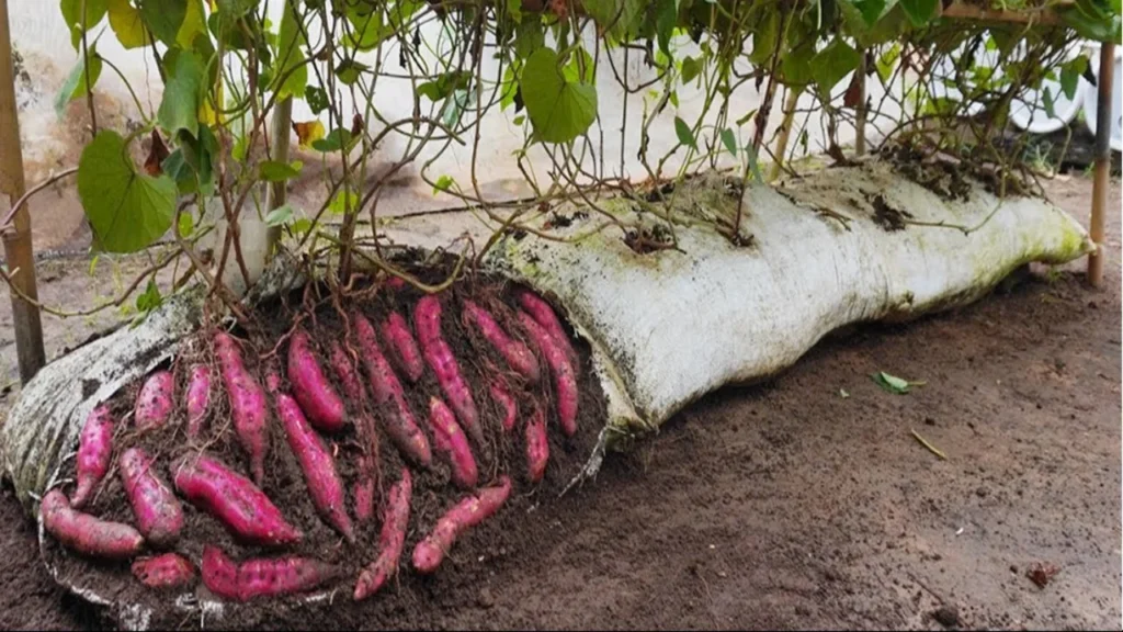 Design sans titre 10 1.png