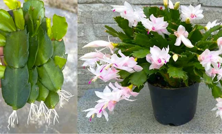 Design sans titre 54.png