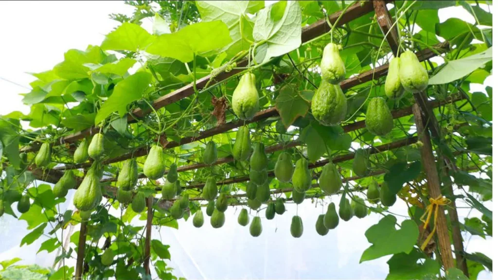 Design sans titre 8.png 1