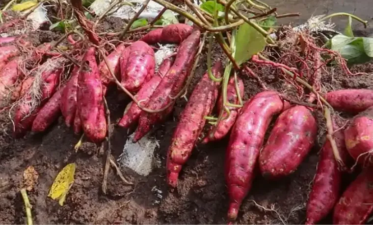 Design sans titre 99.png