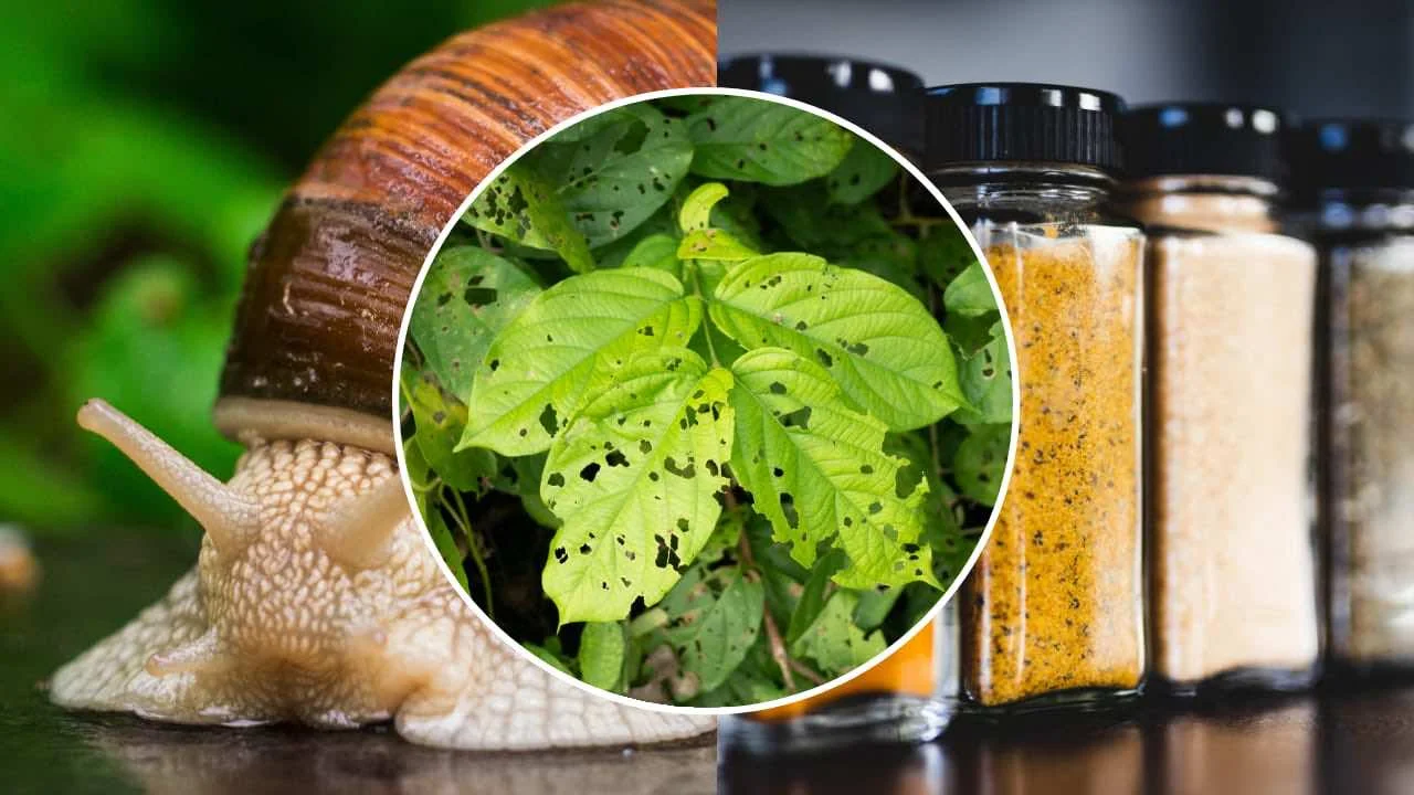 Disfarsi delle lumache