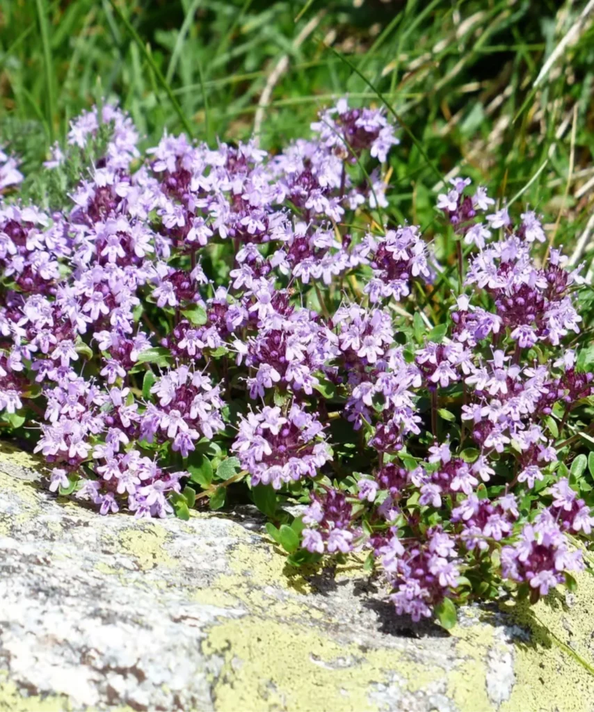 Untitled design 13 1707x2048.png