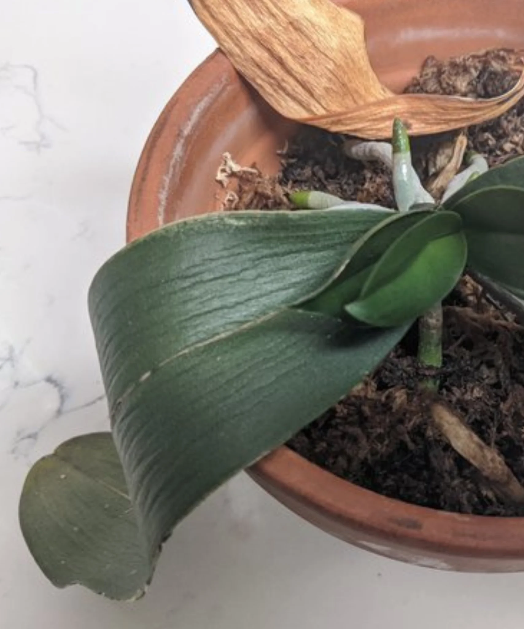 Untitled design 2 1707x2048.png