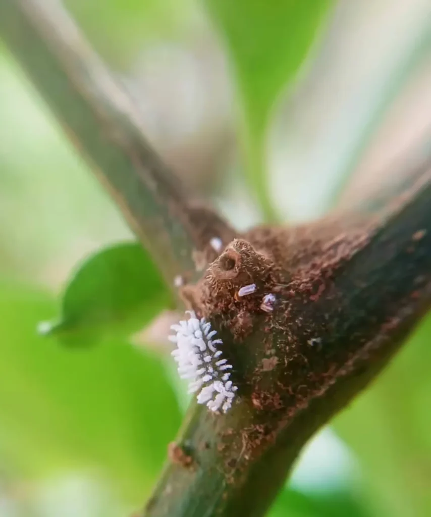 Untitled design 9 1707x2048.png