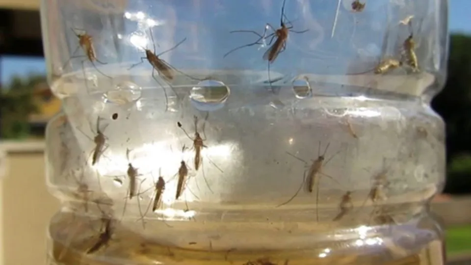 anti zanzare fai da te in bottiglia zanzare 960x540 1