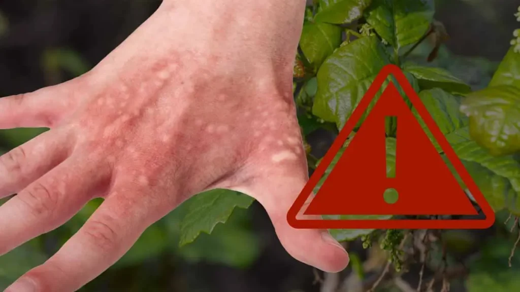 attention a cette plante que beaucoup cultivent elle est toxique vous brulez instantanement 1.jpg