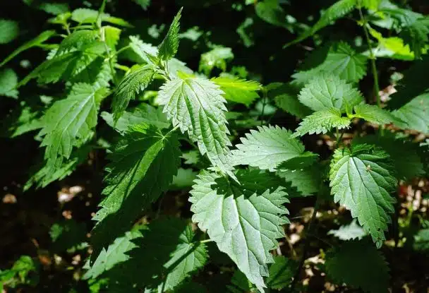 capture 2017 06 26 a 17.39.02 608x415.jpg 1