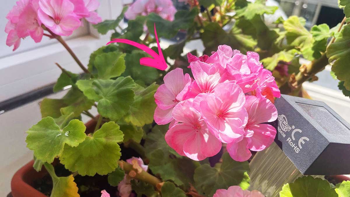 come avere geranio bello settembre 1