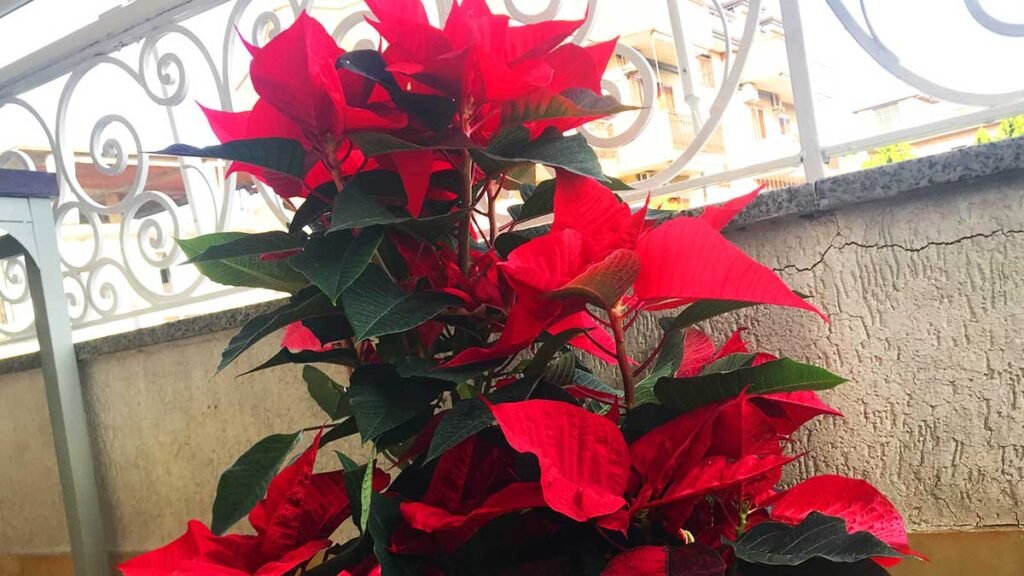 cura stella di natale