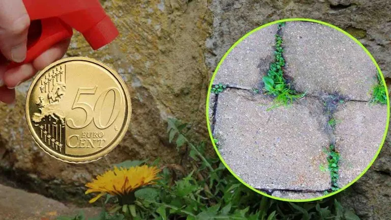 diserbante naturale 3 768x432 1