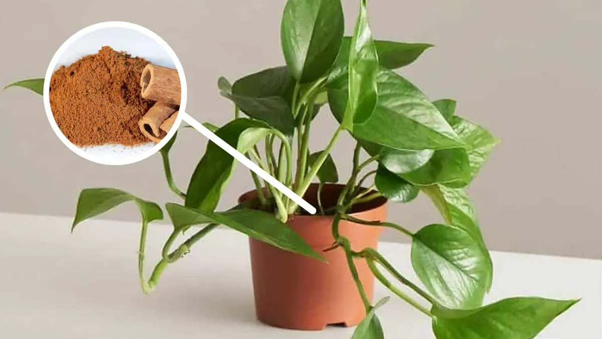 dites adieu aux insectes nuisibles et aux champignons de vos plantes grace a la cannelle moulue.jpg