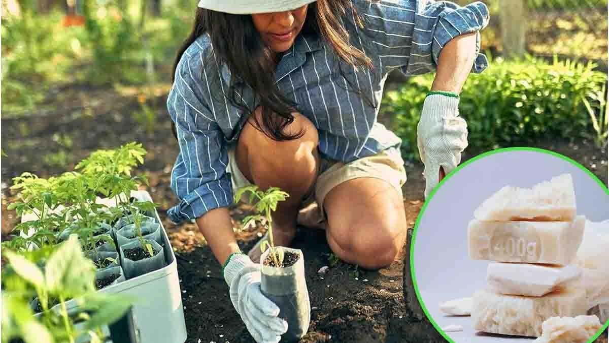 du savon dans le jardin vos plantes vous diront merci pour ce resultat inimaginable