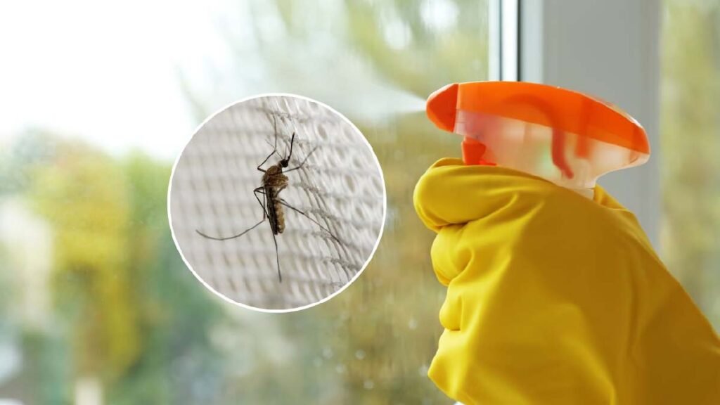 en placant cet ingredient sur les fenetres vous ne verrez plus aucun moustique dans votre maison