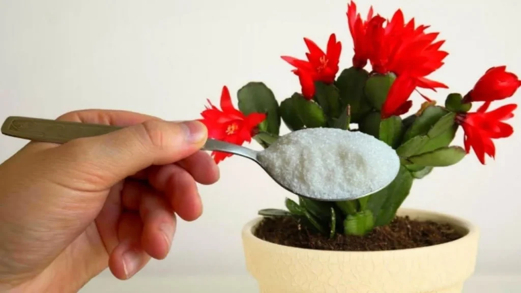 fioritura con 1 ingrediente.jpg