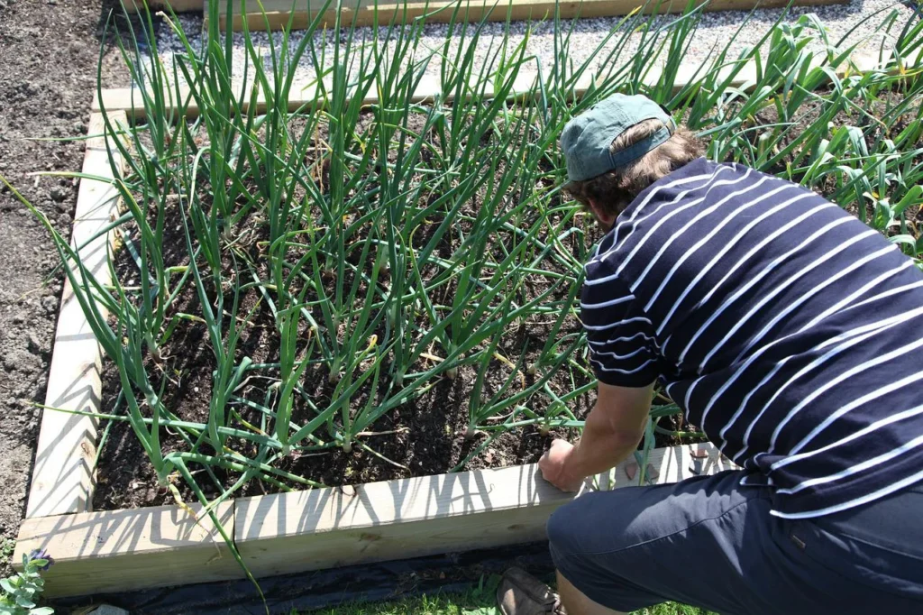 garlic g4a901eb7e 1280