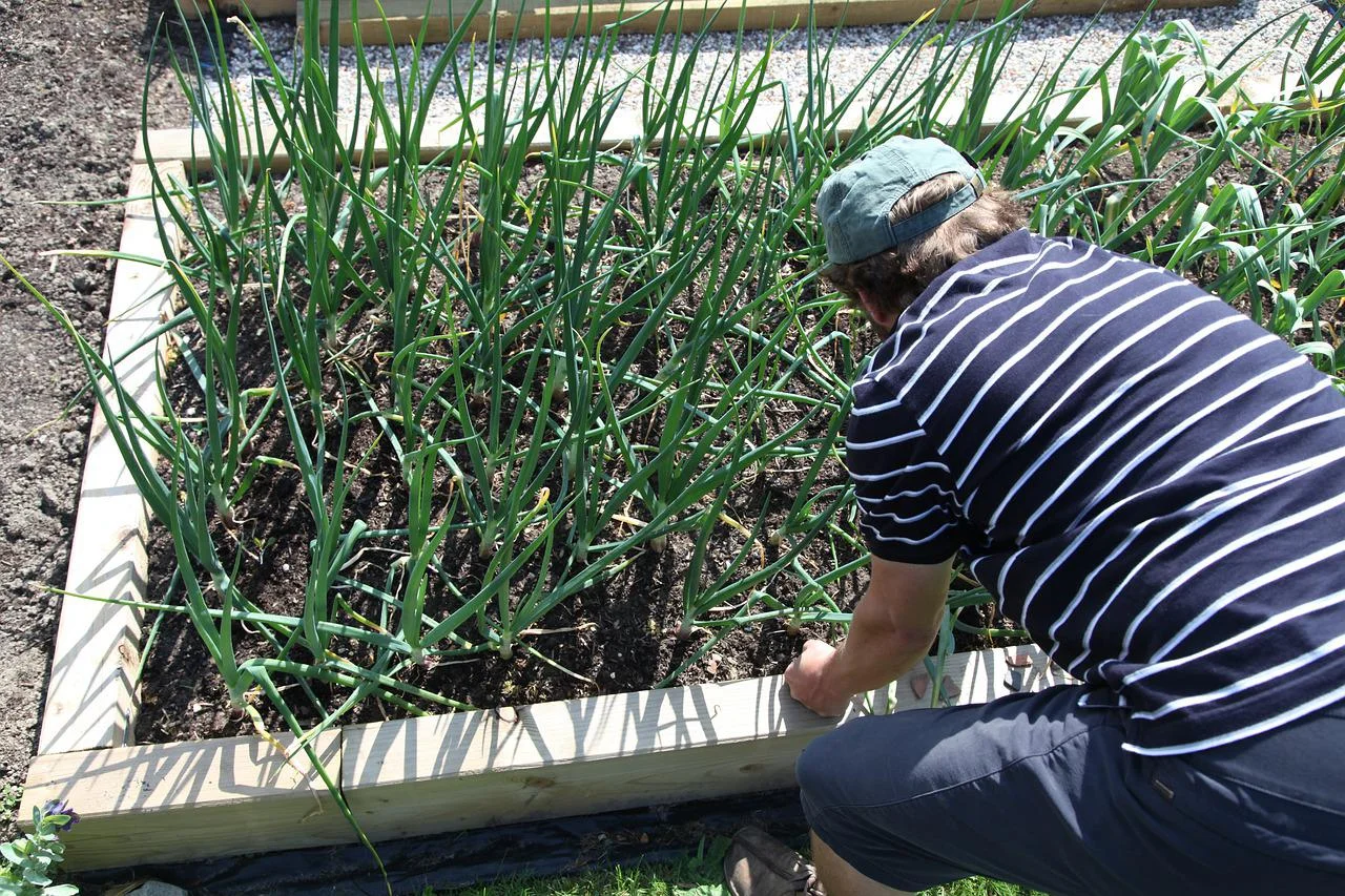 garlic g4a901eb7e 1280