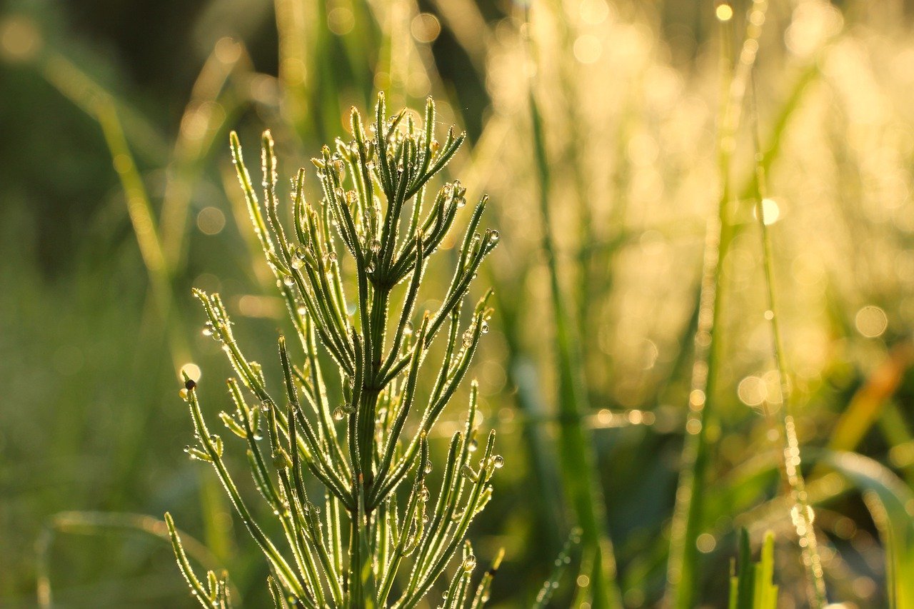 horsetail g08a3b27fa 1280