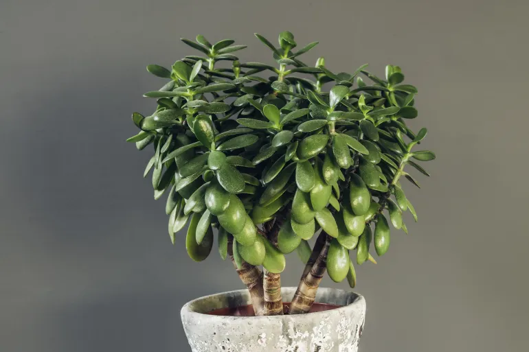 houseplant crassula ovata jade plant money tree op 2021 08 27 17 09 21 utc