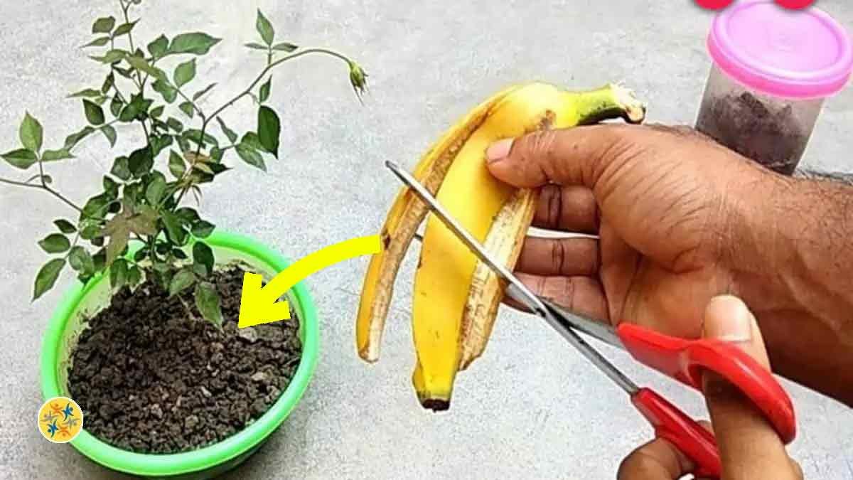 La peau de banane es muy eficaz a la hora de fertilizar el sol natural