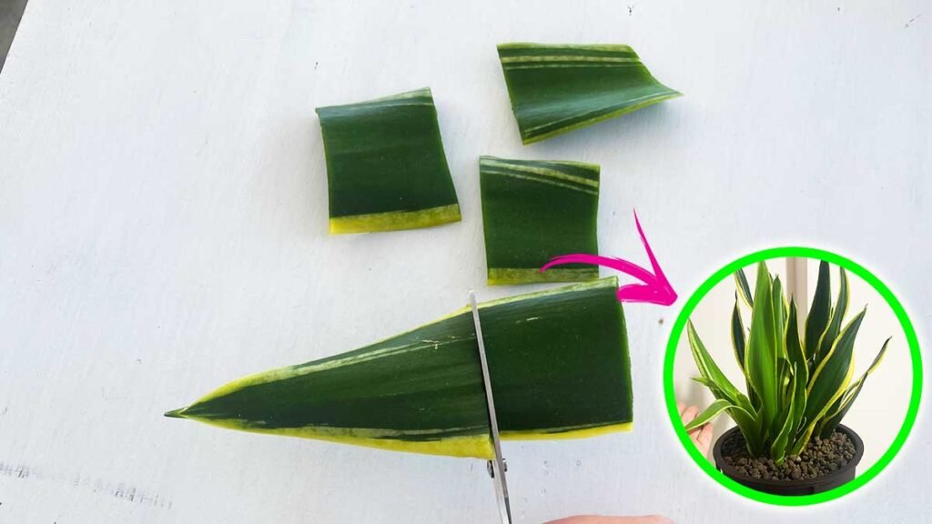 moltiplicare sansevieria foglia 1
