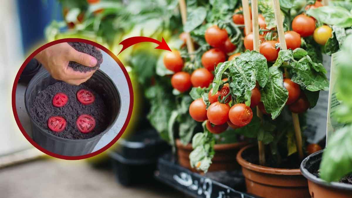 Koop nooit meer tomaten: dankzij deze eenvoudige en originele methoden kunt u ze in uw tuin laten groeien