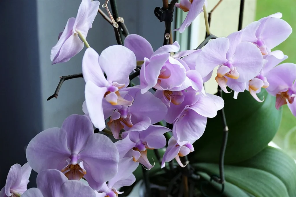 orchid 2667984 1920 1536x1024.jpg