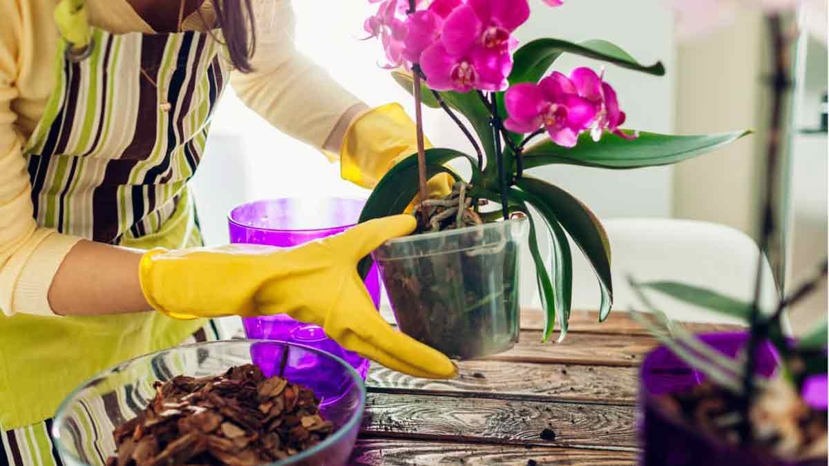 orchidee voici les erreurs les plus classiques a eviter pour avoir une plante saine et pleine de fleurs 1