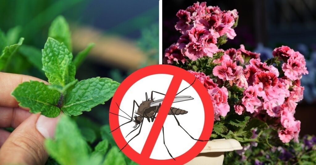 plantas contra mosquitos102