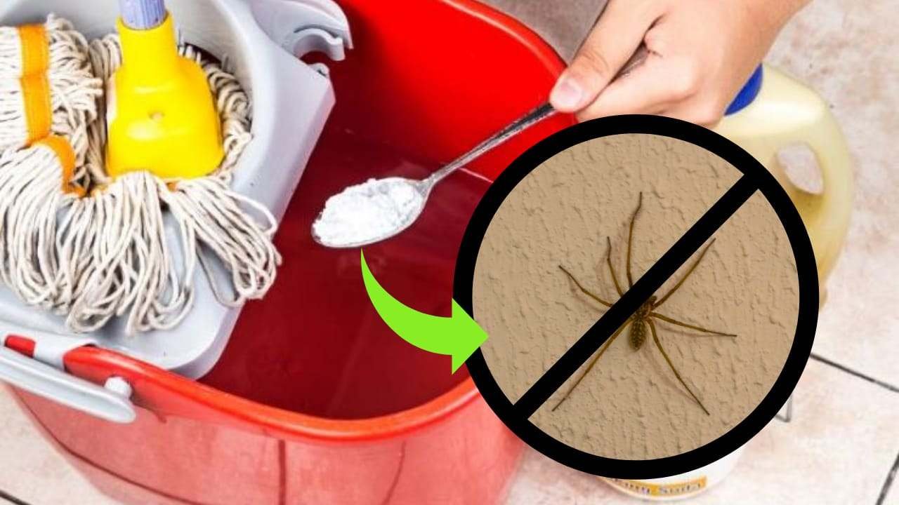 ragni casa rimedio naturale