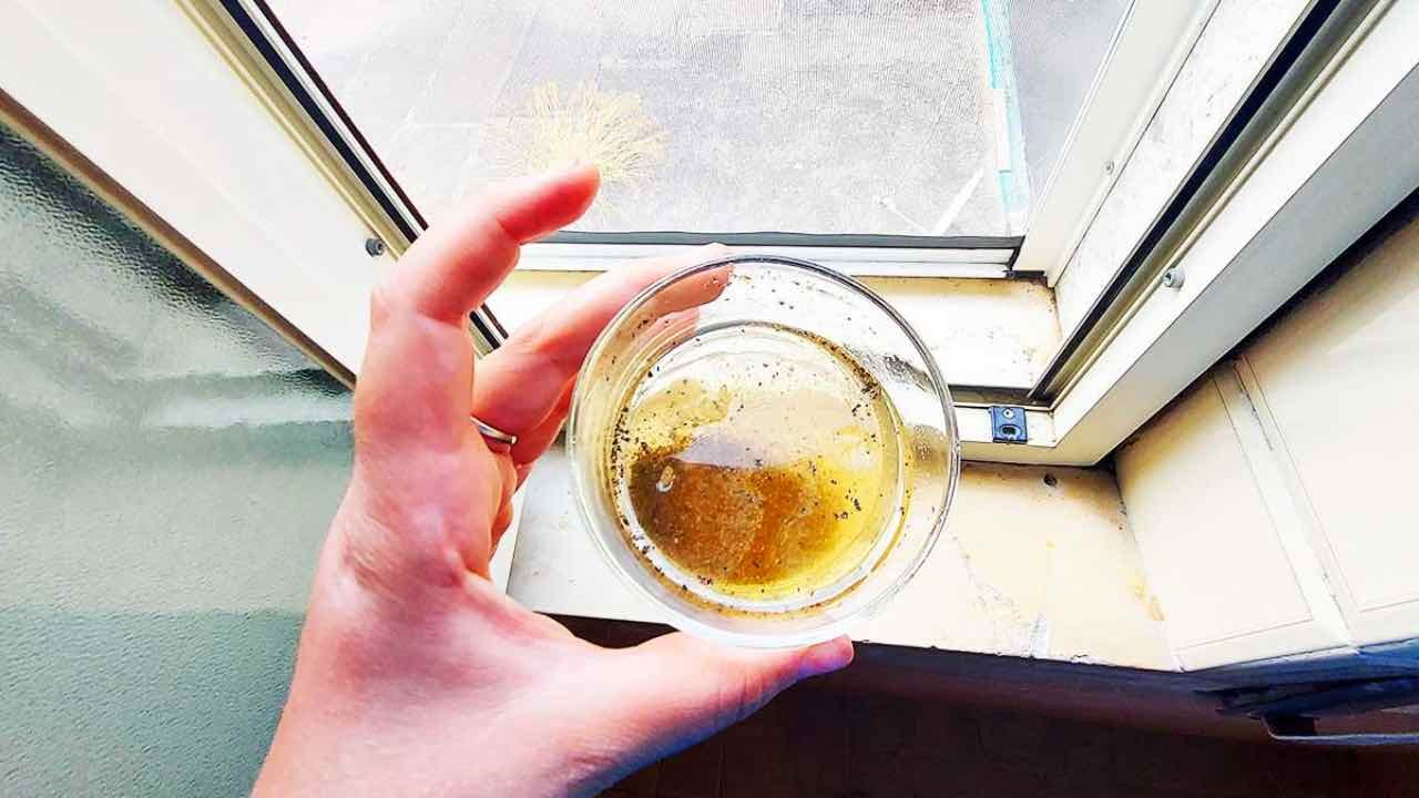 rimedio naturale per mosche