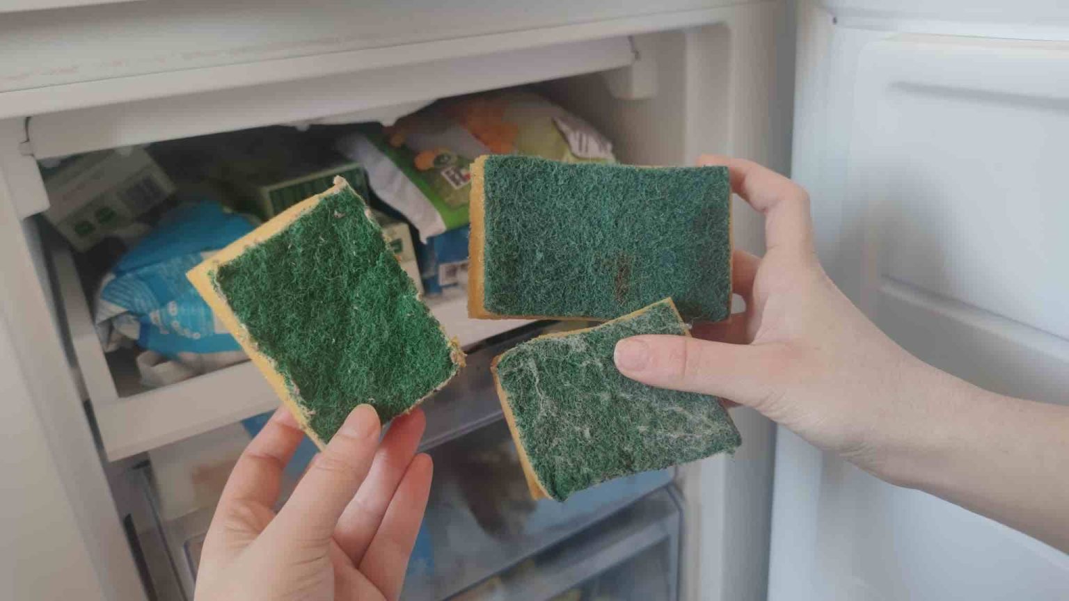 spugne piatti nel freezer 1536x864 1