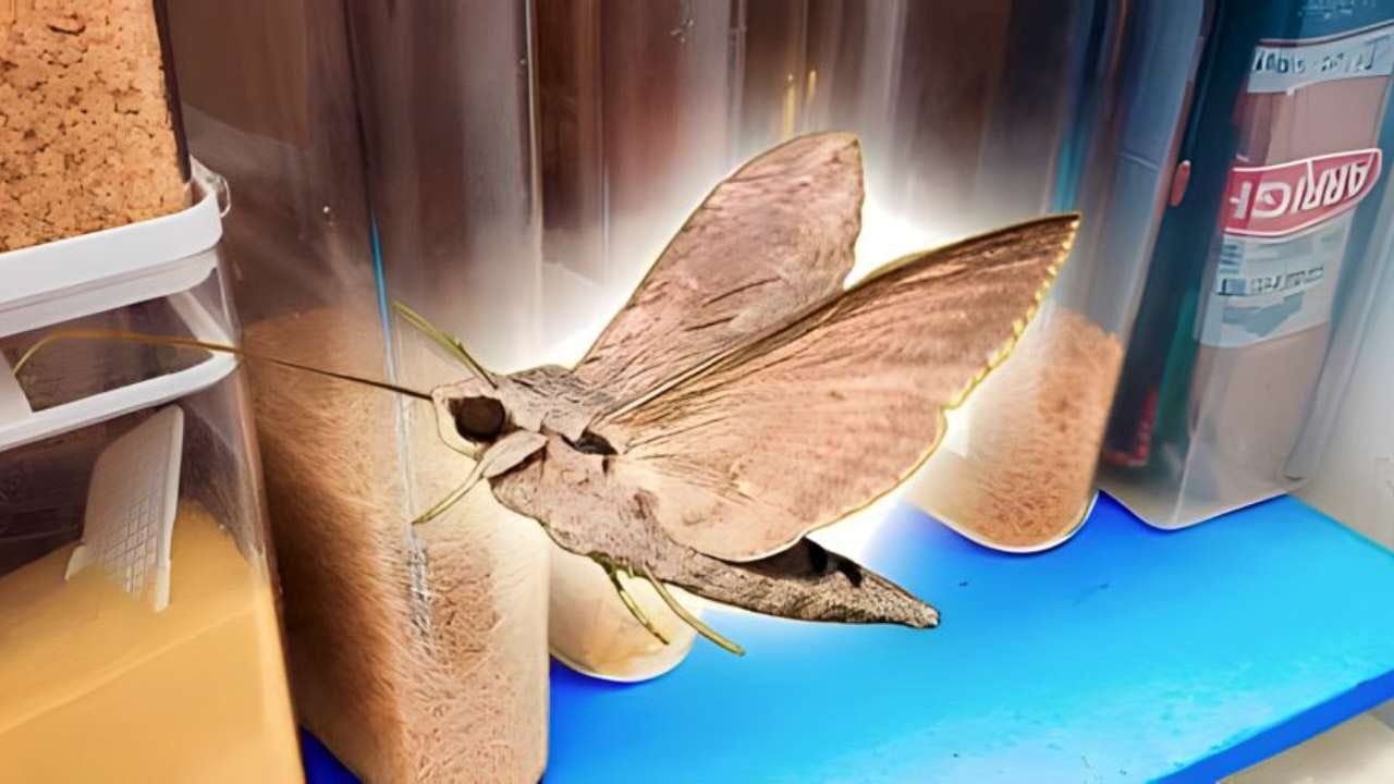 tarme dispensa alimenti