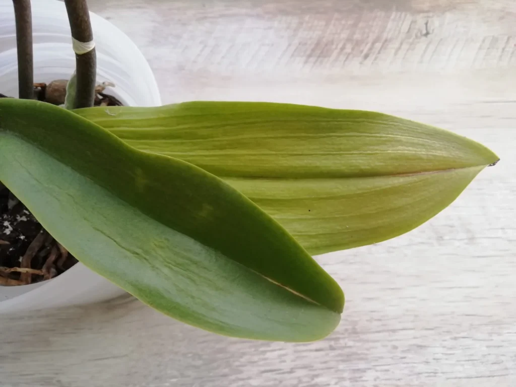 tjn mirka 169 1536x1152 1.jpg