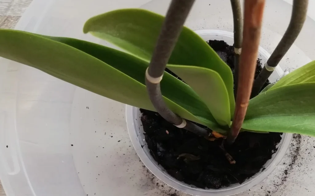 tjn mirka 172 edited 1536x957.jpg