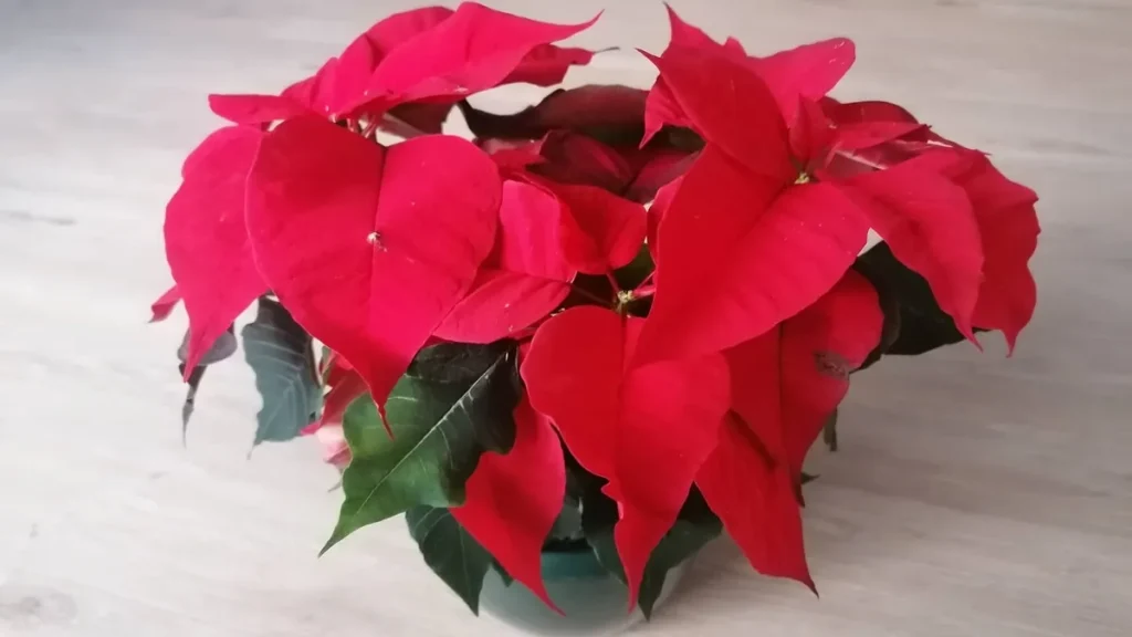 weihnachtsstern beitragsbild