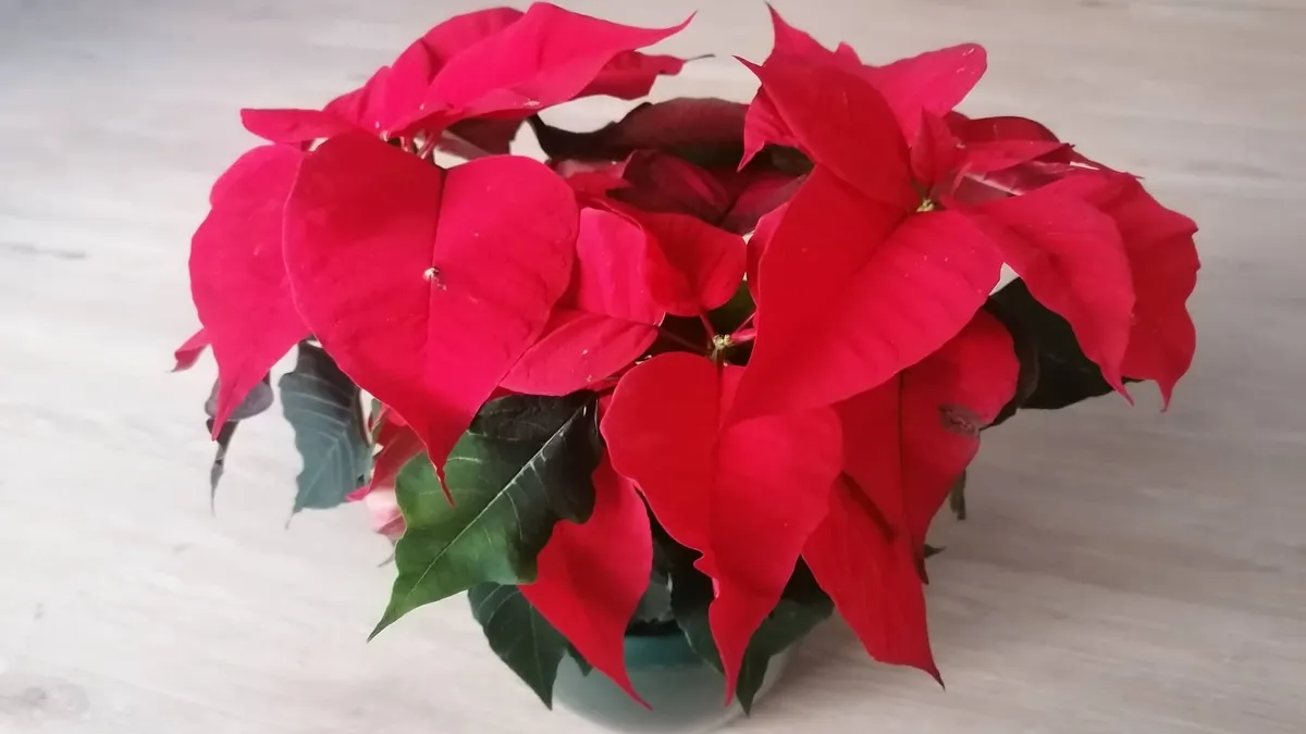 weihnachtsstern beitragsbild