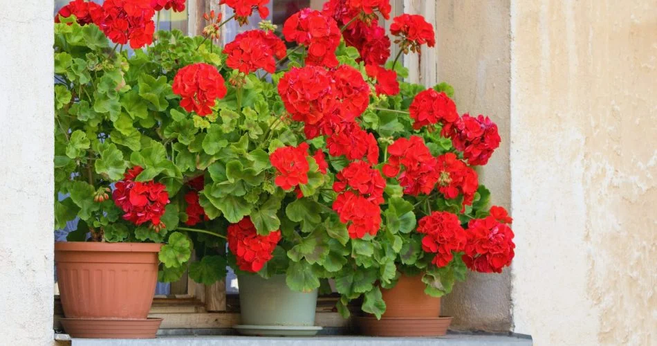 09209KLDF 950x500 1.jpg